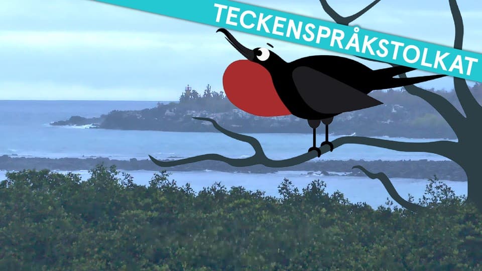 Programbild