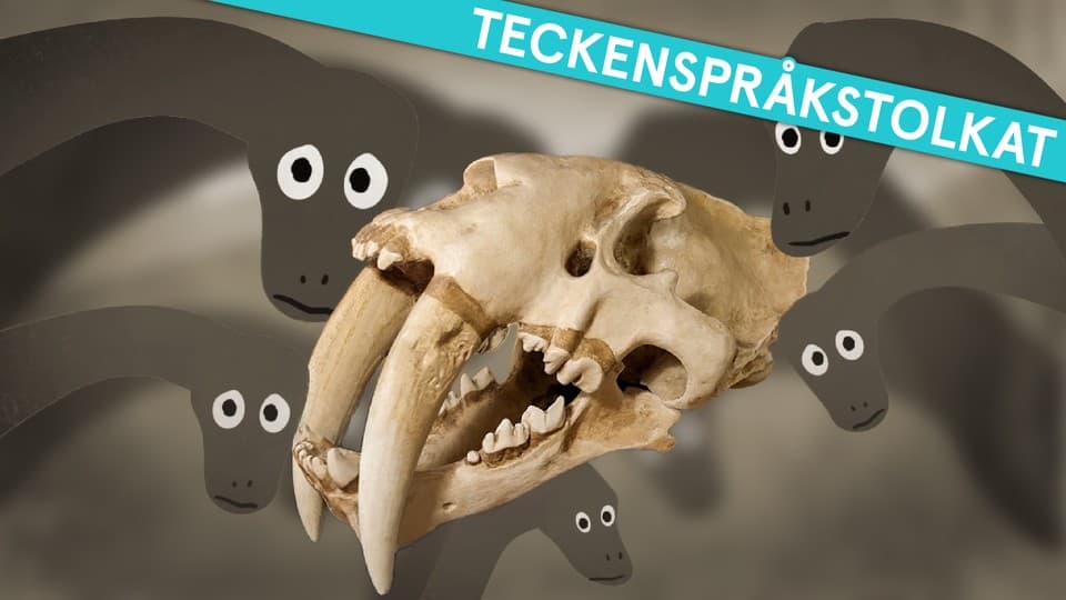 Programbild