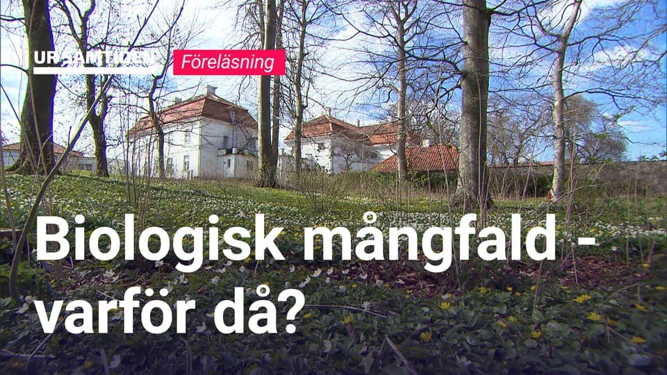 Programbild