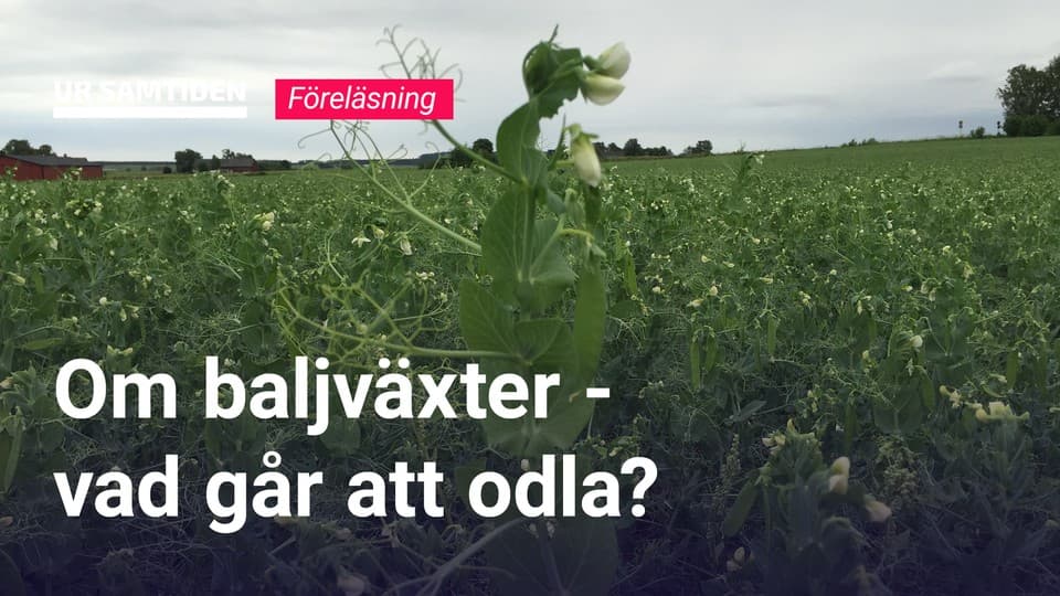 Programbild
