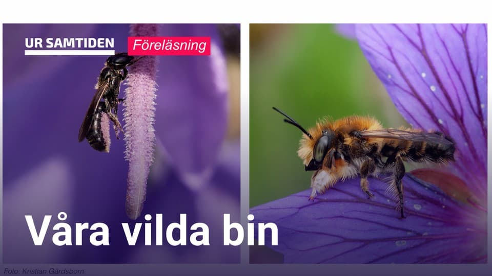 Programbild