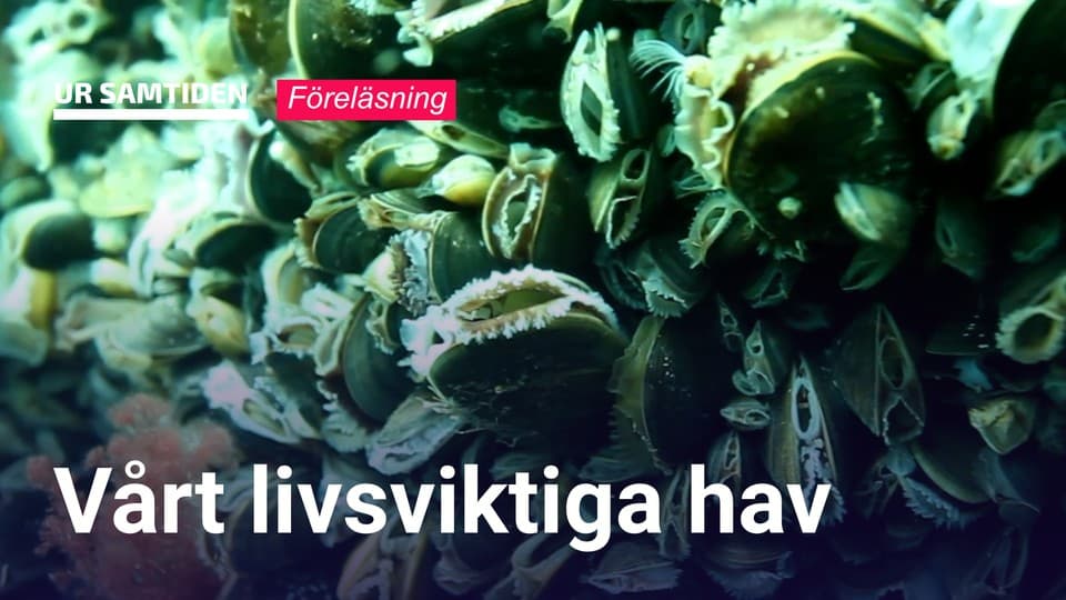 Programbild