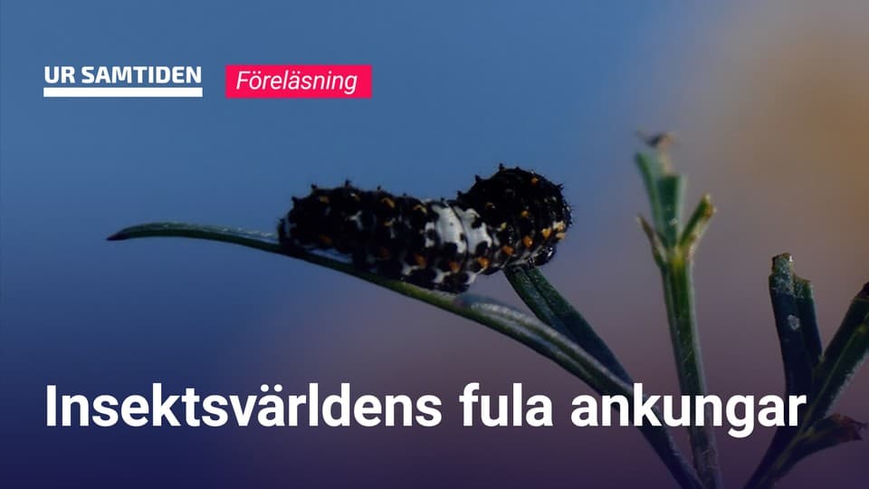 Programbild