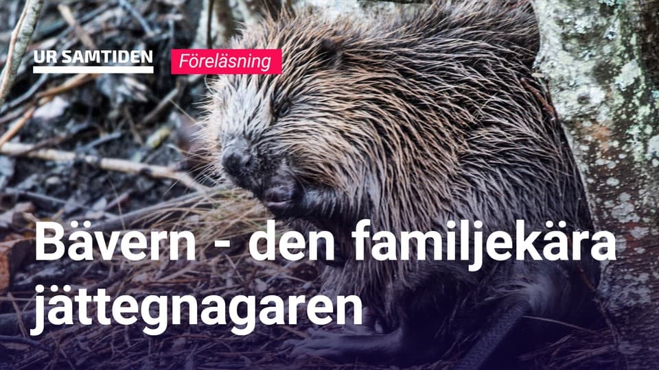Programbild