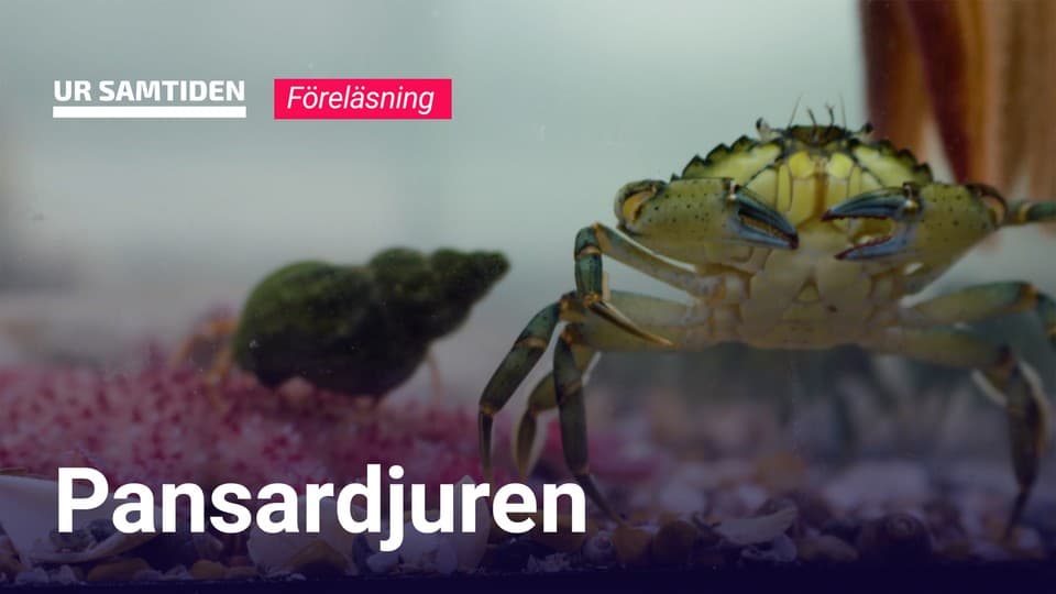 Programbild