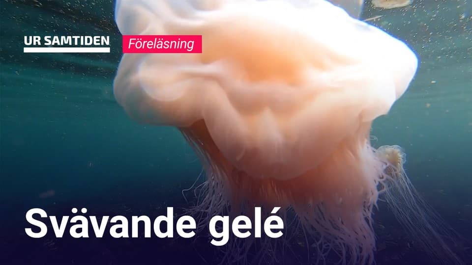 Programbild