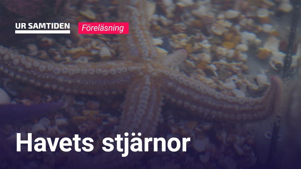 Programbild