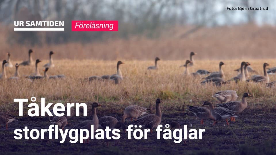 Programbild