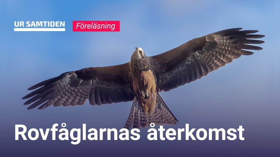 Programbild
