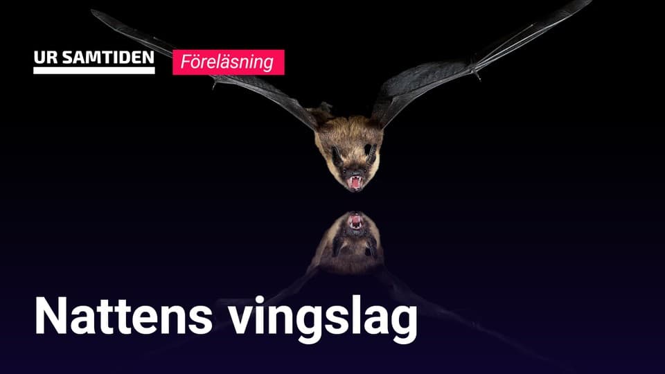 Programbild