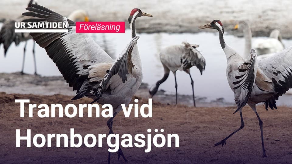 Programbild