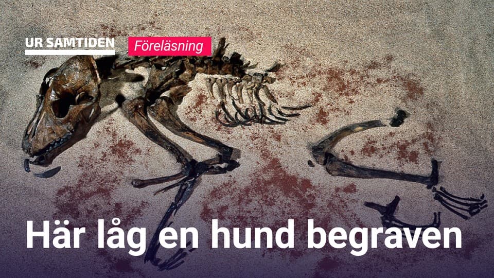 Programbild