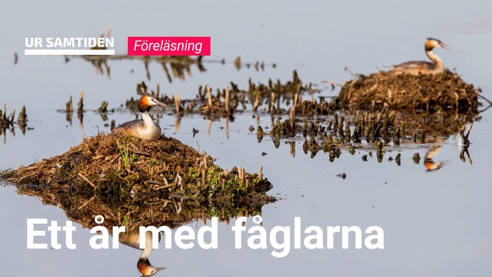 Programbild
