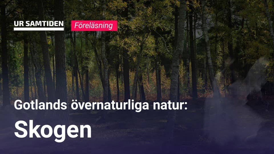 Programbild