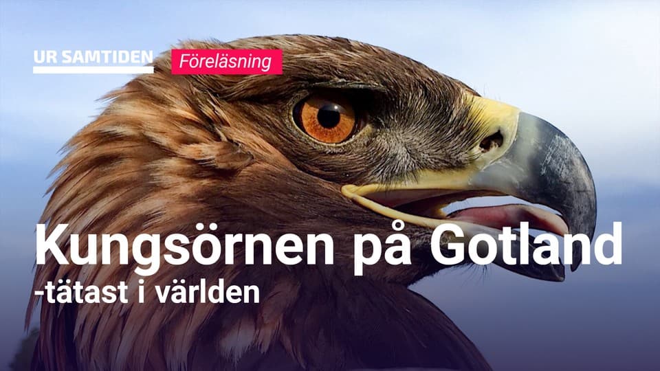 Programbild