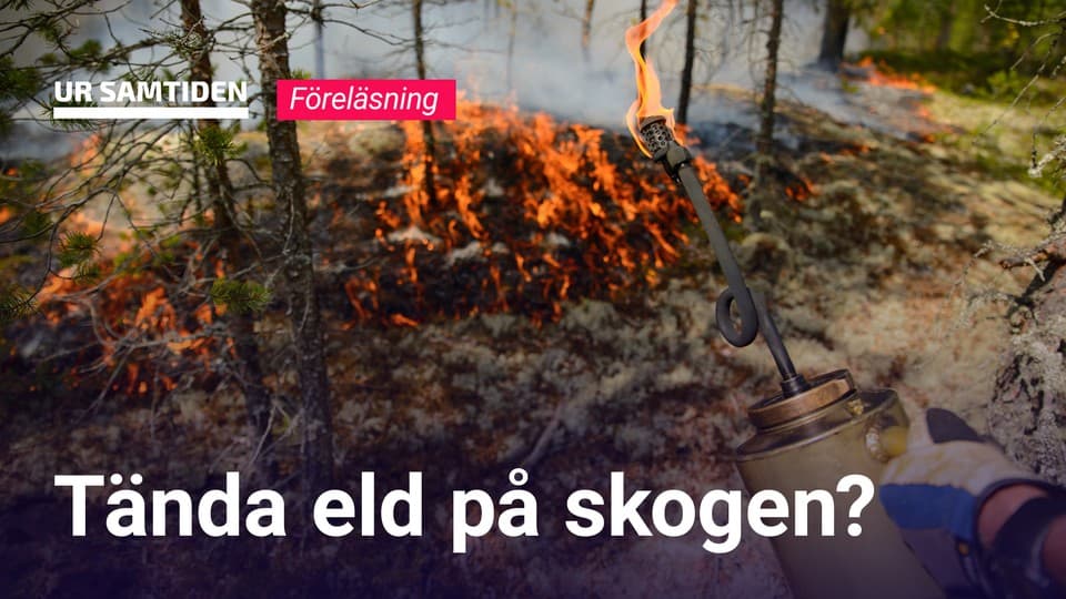 Programbild