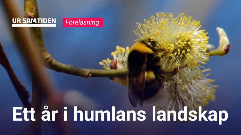 Programbild
