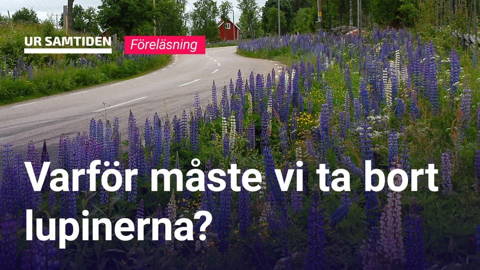 Programbild