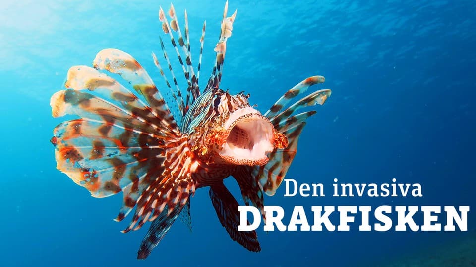 Programbild
