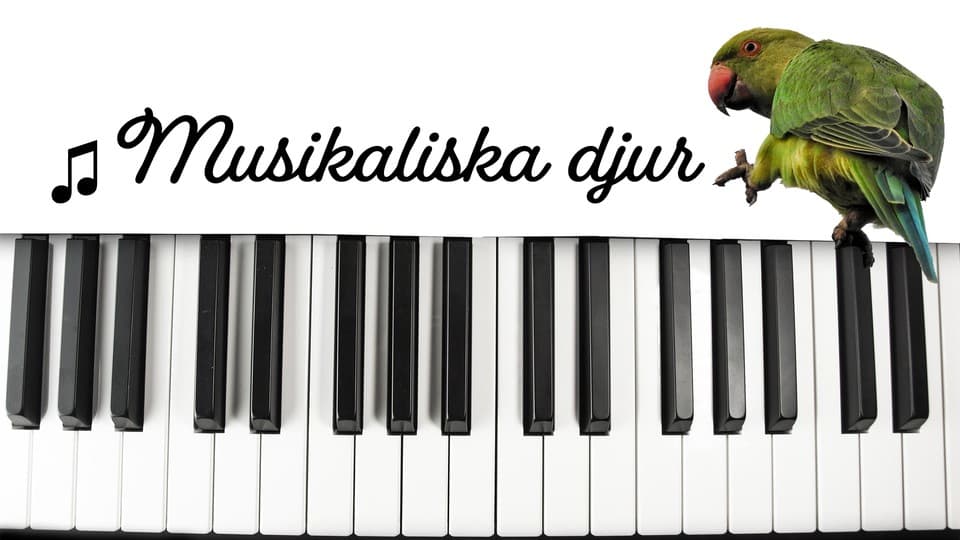 Programbild