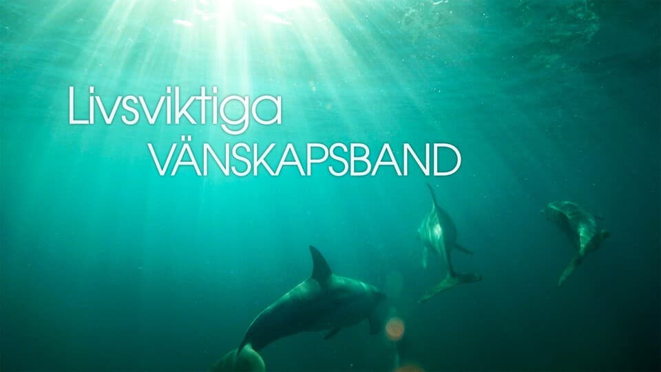 Programbild