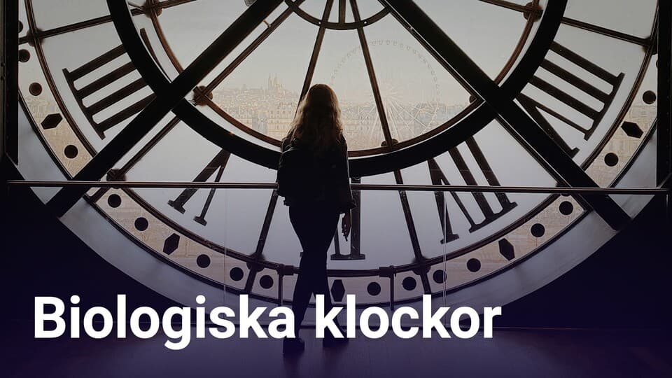 Programbild